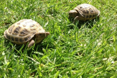 Horsefield Tortoises