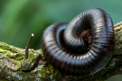 Giant African Millipedes