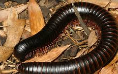 Giant African Millipedes