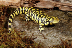 Western Salamander