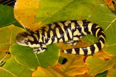 Barred-Tiger-Salamander_Bob-Gress_101105_9504_KS-min-1024x681