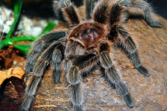 Boo