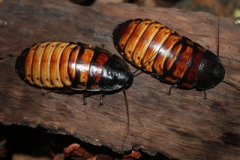 Cockroaches