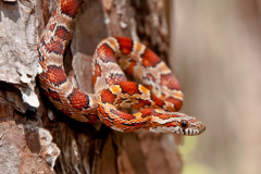 Corn-Snake