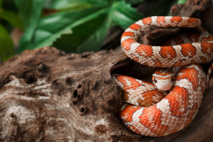 Corn-Snake2