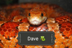 Dave