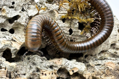 Giant-African-millipedes