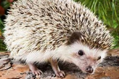 Hedgehog