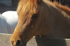 Pony