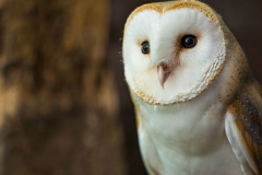 Ruru