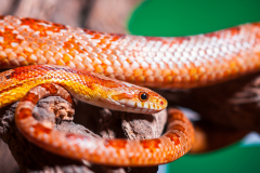 Snake2