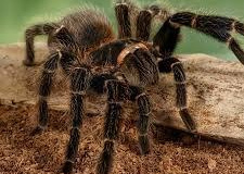 Spider