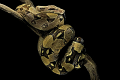 boa-constrictor