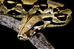 boa-constrictor2