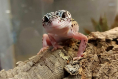 leopard-geckos