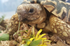 tortoise